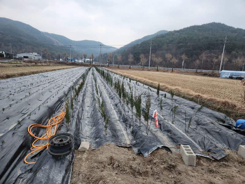 하수봉 님의 장터 구매 후기 썸네일