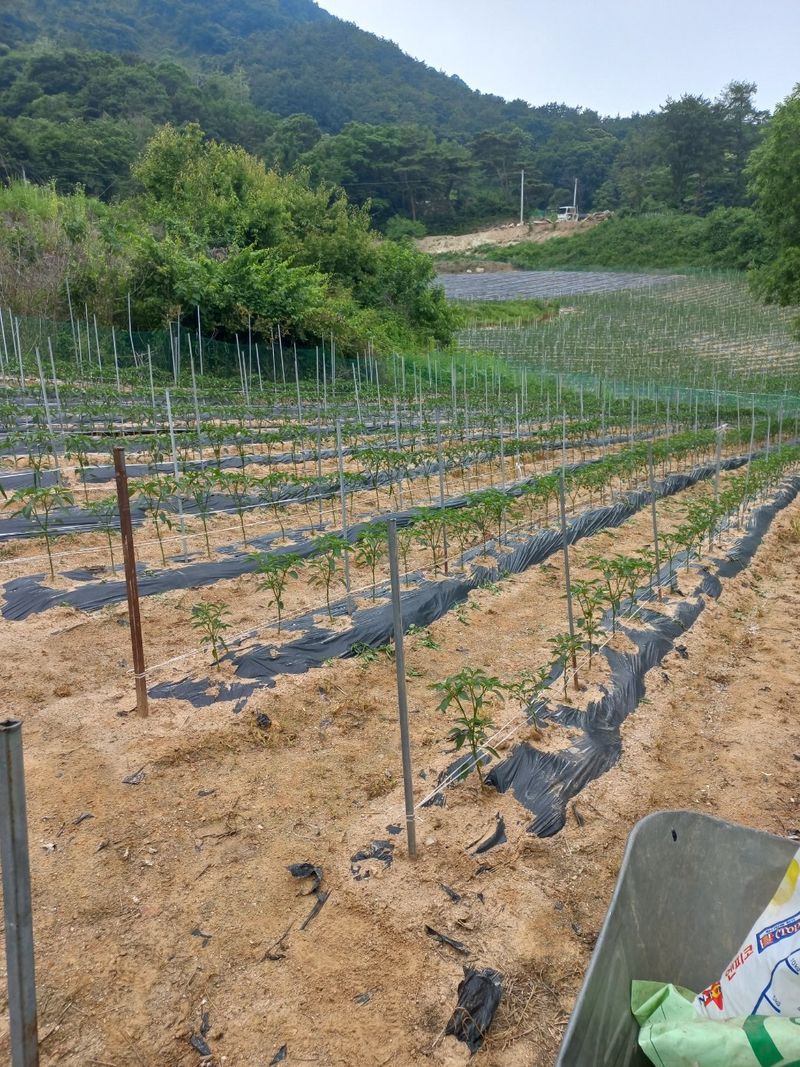 윤용탁님의 장터 구매 후기 썸네일