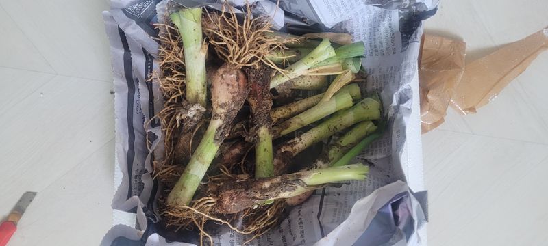 호야네 전은혜님의 장터 구매 후기 썸네일