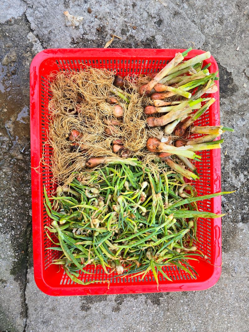 Guji님의 장터 구매 후기 썸네일