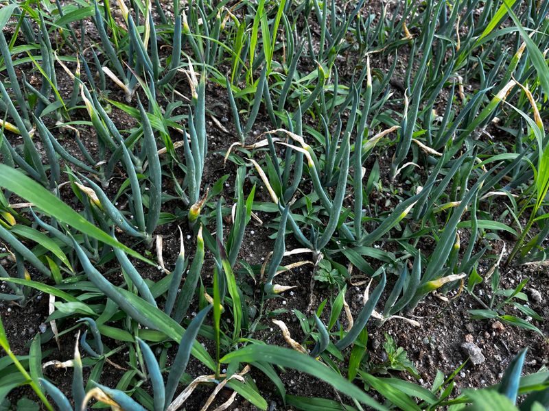 님의 장터 구매 후기 썸네일