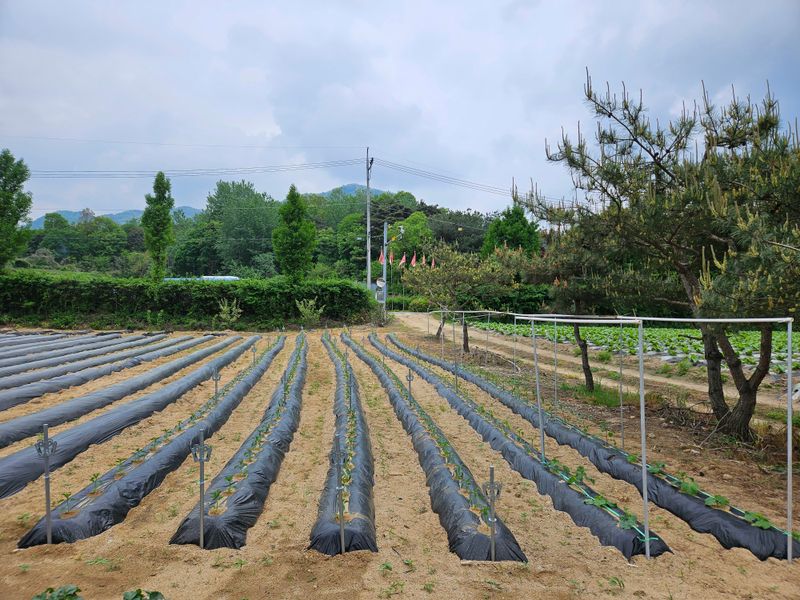 마중물0715님의 장터 구매 후기 썸네일