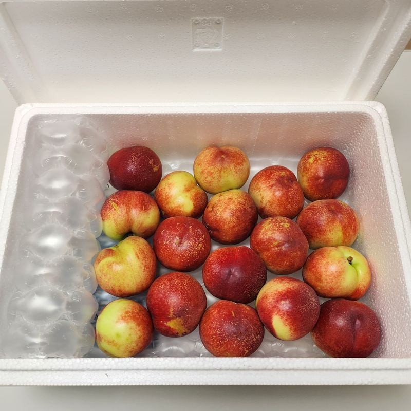 귤31780님의 장터 구매 후기 썸네일