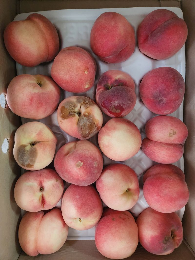 소나무1님의 장터 구매 후기 썸네일