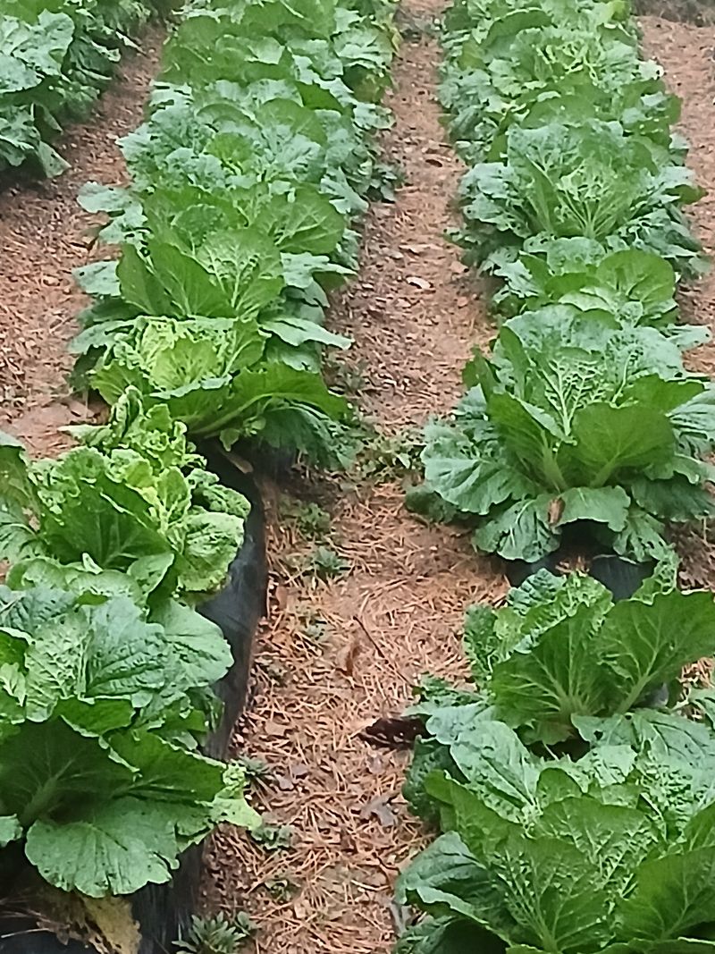 인생은 소풍처럼님의 장터 구매 후기 썸네일