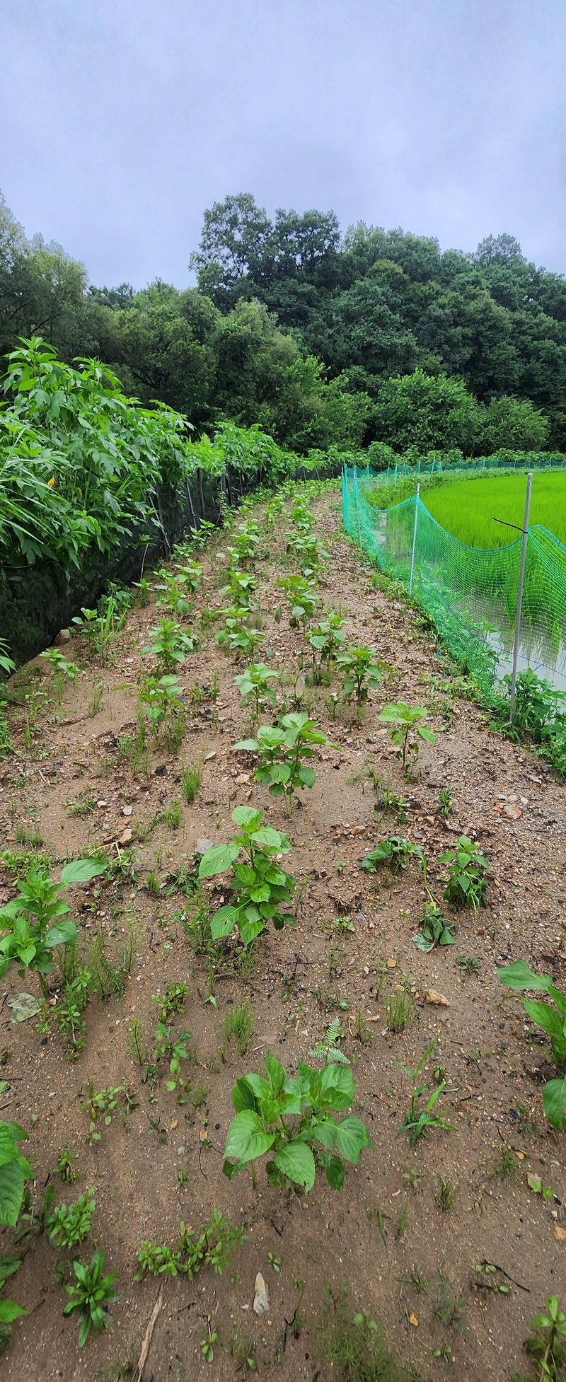 이원영님의 장터 구매 후기 썸네일