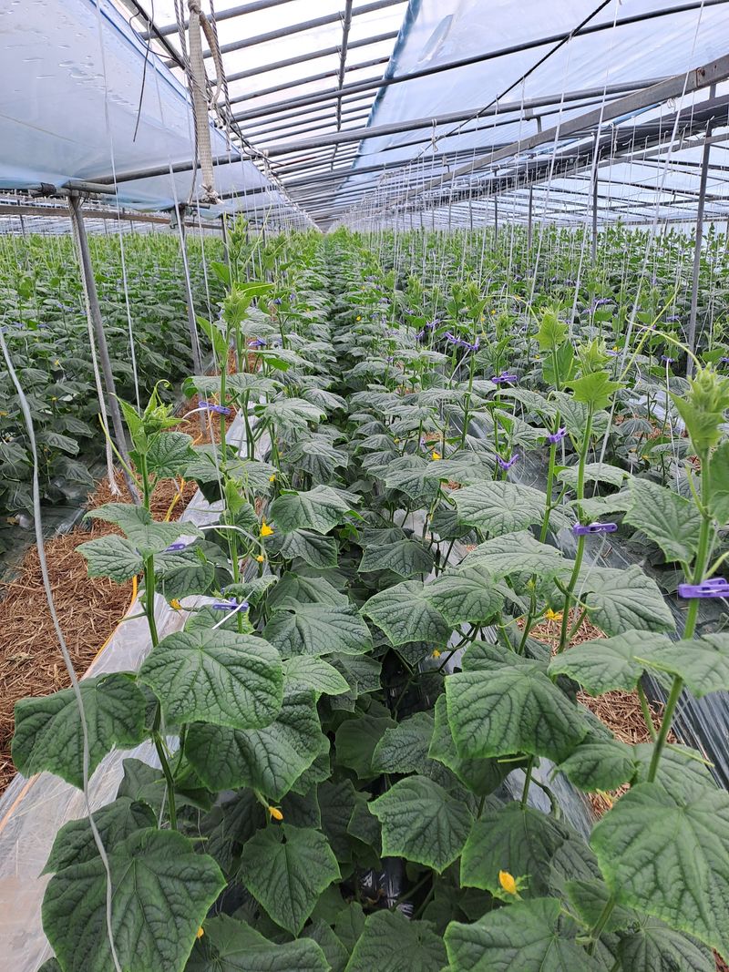 박종대님의 장터 구매 후기 썸네일