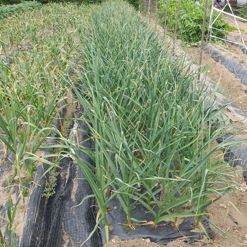 가평규남터밭농사님의 장터 구매 후기 썸네일