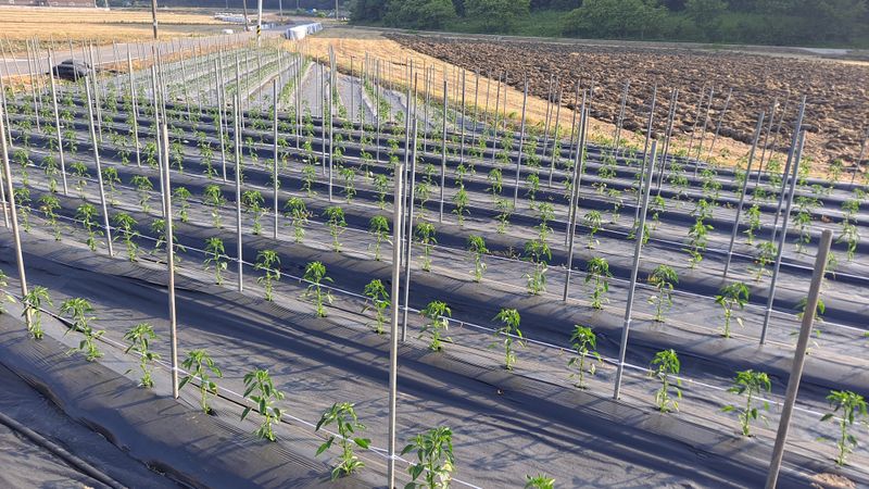 고추랑넝쿨강낭콩님의 장터 구매 후기 썸네일