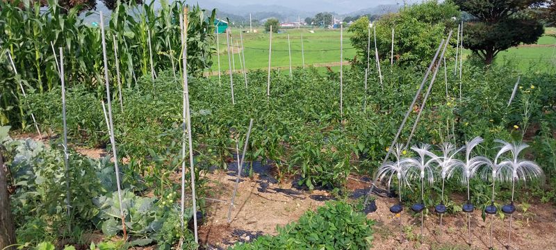 강신춘님의 장터 구매 후기 썸네일