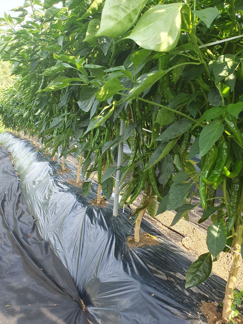 블루베리20274님의 장터 구매 후기 썸네일