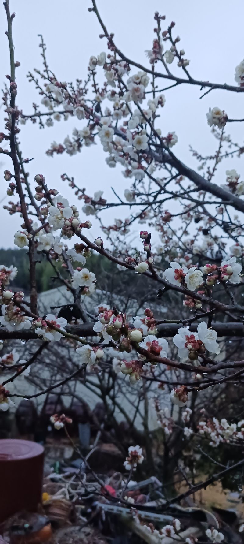 청암농원단감(송본)님의 장터 구매 후기 썸네일