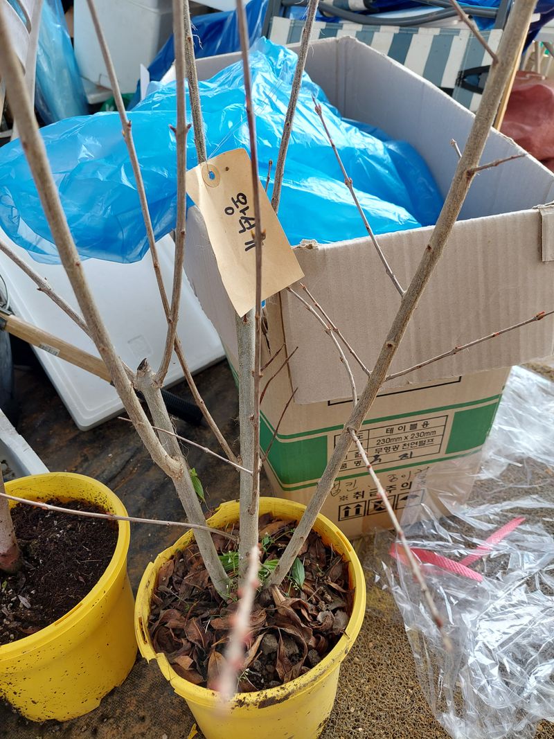 허동호님의 장터 구매 후기 썸네일