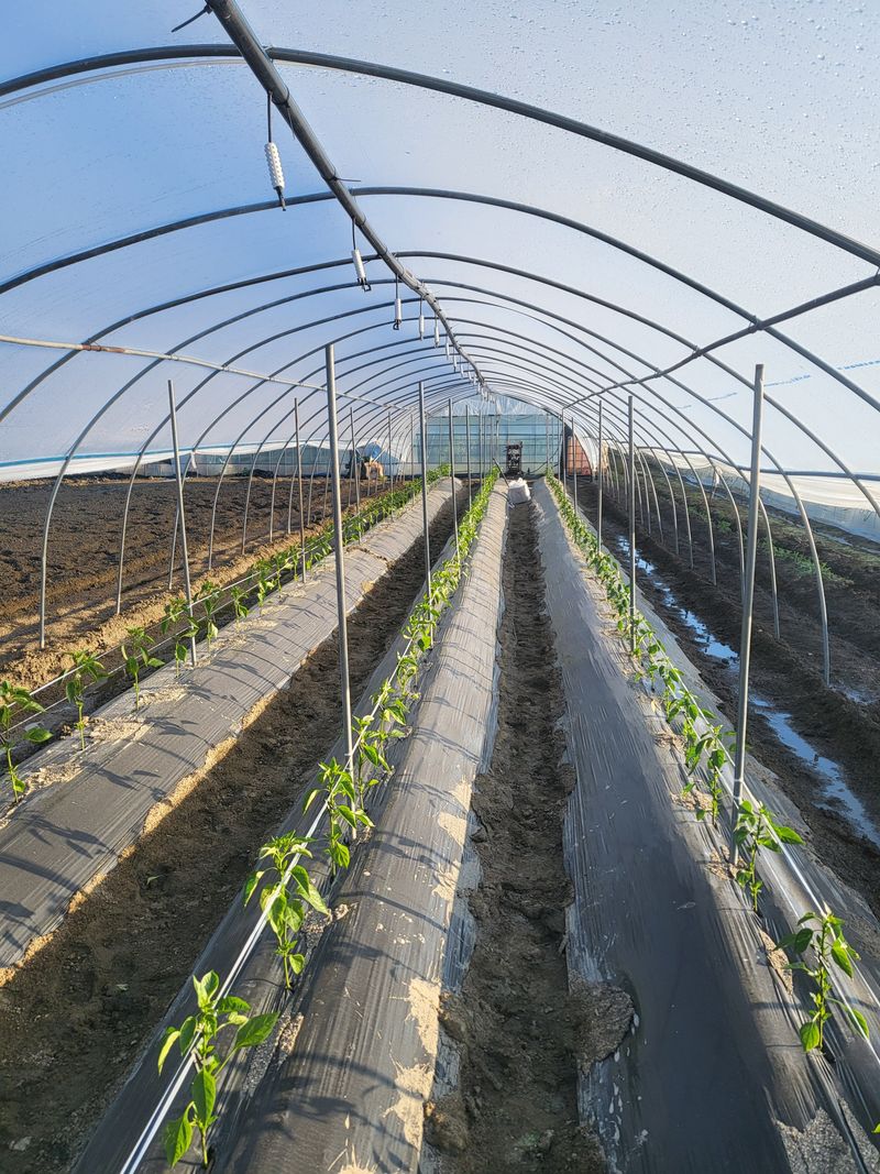 김성제님의 장터 구매 후기 썸네일