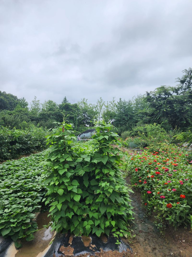 조용오님의 장터 구매 후기 썸네일