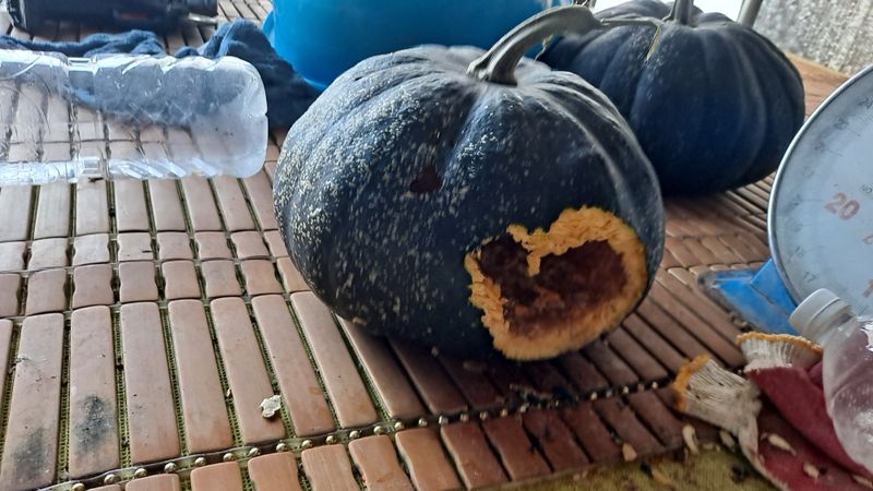 매실12249님의 장터 구매 후기 썸네일