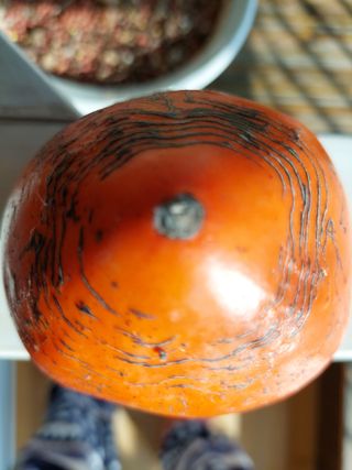 참깨7881님의 감 · 병해충상담 작성글 사진