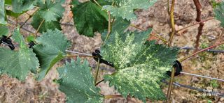 김상욱님의 포도 · 병해충상담 작성글 사진