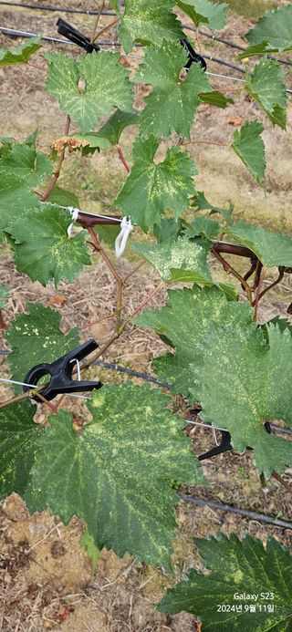 김상욱님의 포도 · 병해충상담 작성글 사진