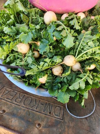 수제비뜨기님의 배추 · 병해충상담 작성글 사진