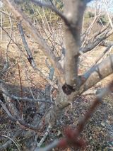 팜모닝 복숭아·병해충상담 게시글 이미지