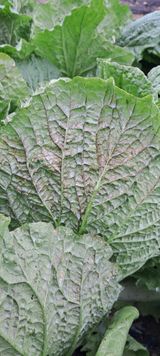 팜모닝 배추·병해충상담 게시글 이미지