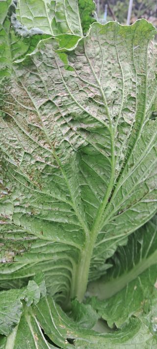 박한철님의 배추 · 병해충상담 작성글 사진