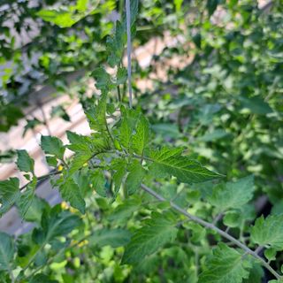 도토리무침님의 토마토 · 병해충상담 작성글 사진