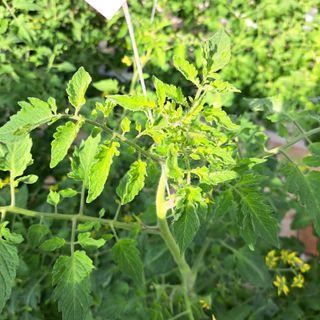 도토리무침님의 토마토 · 병해충상담 작성글 사진