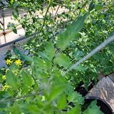 팜모닝 토마토·병해충상담 게시글 이미지