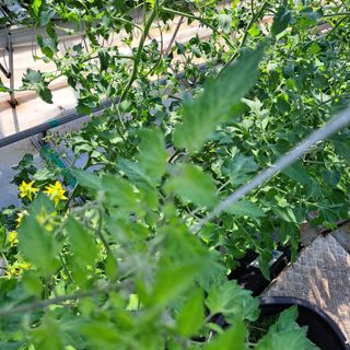 도토리무침님의 토마토 · 병해충상담 작성글 사진