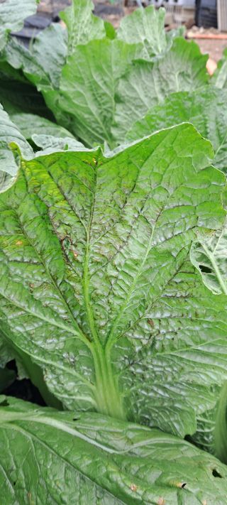 박한철님의 배추 · 병해충상담 작성글 사진