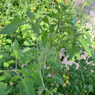 도토리무침님의 토마토 · 병해충상담 작성글 사진