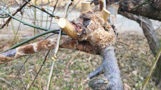 권병국님의 매실 · 병해충상담 작성글 사진