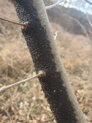 엘림농장님의 블루베리 · 병해충상담 작성글 사진