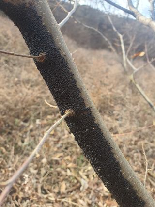 엘림농장님의 블루베리 · 병해충상담 작성글 사진