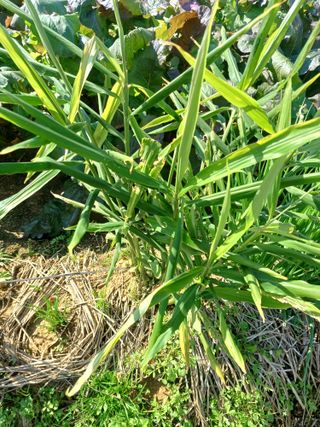 이정민님의 기타작물 · 병해충상담 작성글 사진