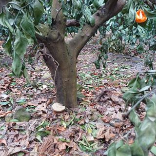 김길홍님의 귤 · 병해충상담 작성글 사진