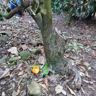 김길홍님의 귤 · 병해충상담 작성글 사진