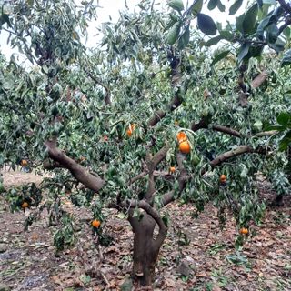 김길홍님의 귤 · 병해충상담 작성글 사진
