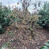 팜모닝 귤·병해충상담 게시글 이미지