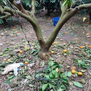 김길홍님의 귤 · 병해충상담 작성글 사진