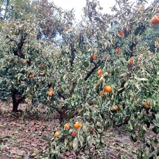 김길홍님의 귤 · 병해충상담 작성글 사진