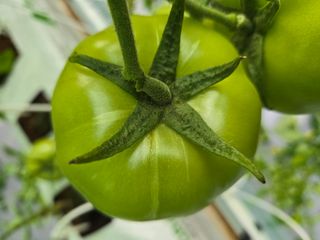 홍석진님의 토마토 · 병해충상담 작성글 사진