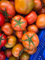 팜모닝 토마토·병해충상담 게시글 이미지