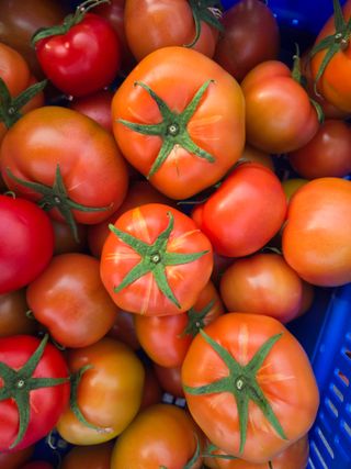 홍석진님의 토마토 · 병해충상담 작성글 사진