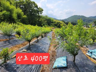 못나니님의 기타작물 · 병해충상담 작성글 사진