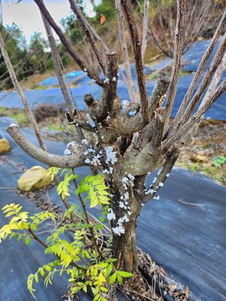 못나니님의 기타작물 · 병해충상담 작성글 사진