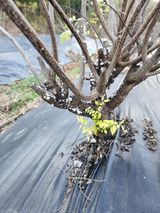 팜모닝 기타작물·병해충상담 게시글 이미지