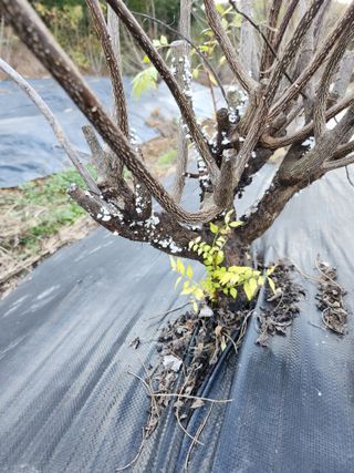 못나니님의 기타작물 · 병해충상담 작성글 사진